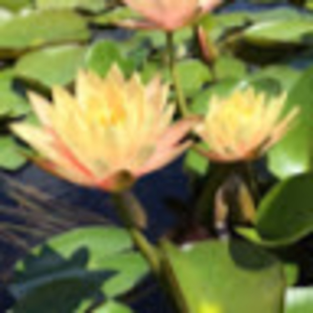 Meet your Posher, Lindsey